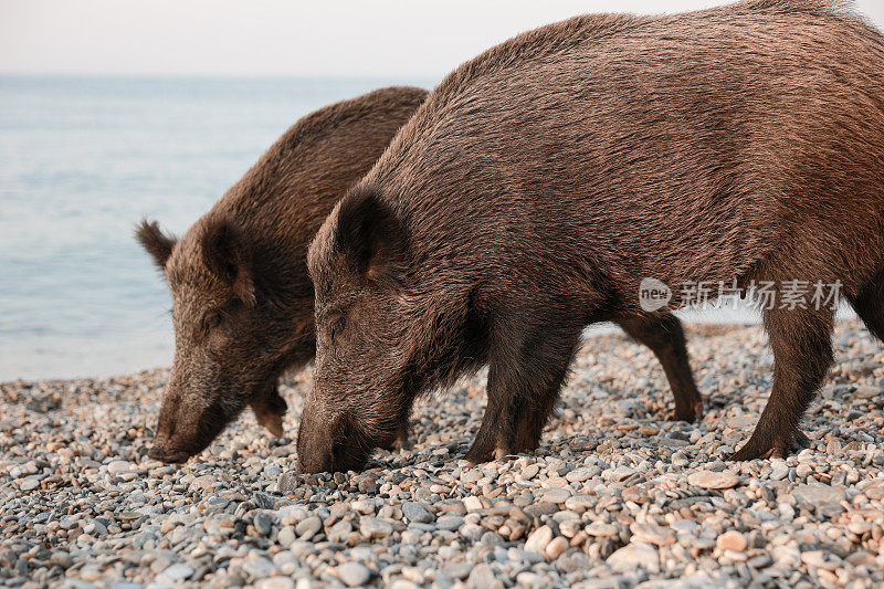 野猪(Sus scrofa)，欧亚野猪